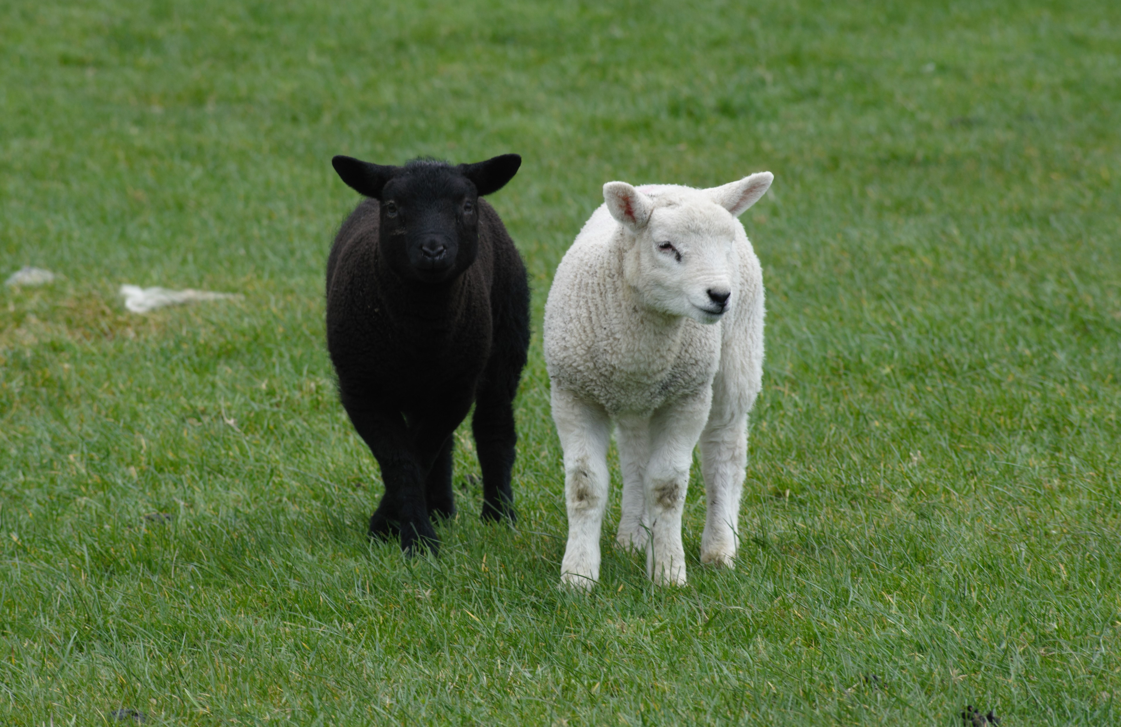 afbi-warns-about-the-risk-of-chronic-copper-poisoning-in-sheep-agri